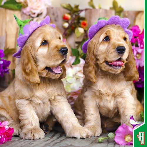 Animals_ff8256d3-652b-4e1e-9806-f1c2f7a797de